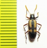 Strongylium luteicorne  Peru - INSECTS-STORE.RU