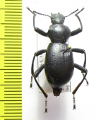 Tenebrionidae sp.  USA - INSECTS-STORE.RU