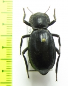 Asidina confluens  USA - INSECTS-STORE.RU