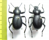 Coelocnemis californica, pair  USA - INSECTS-STORE.RU