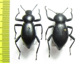 Coelocnemis magna, pair  USA - INSECTS-STORE.RU