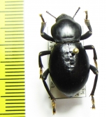 Cryptoglossa laevis  USA - INSECTS-STORE.RU