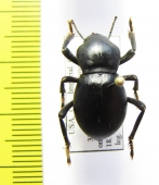 Cryptoglossa laevis  USA - INSECTS-STORE.RU