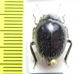 Edrotes ventricosus  USA - INSECTS-STORE.RU