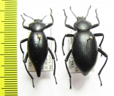 Eleodes acuticauda, pair  USA - INSECTS-STORE.RU