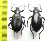 Eleodes hispilabris, pair  USA - INSECTS-STORE.RU