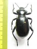 Eleodes sp.  USA, California - INSECTS-STORE.RU