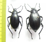 Eleodes spinipes ventricosus, pair  USA - INSECTS-STORE.RU