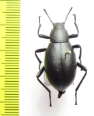 Eleodes subnitens  USA - INSECTS-STORE.RU