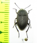 Eleodes veterator  USA - INSECTS-STORE.RU