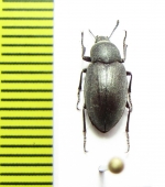 Lobometopon ovale  USA - INSECTS-STORE.RU