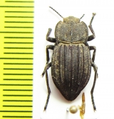 Pelecyphorus liratus  USA - INSECTS-STORE.RU