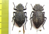 Philolithus morbillosus, pair  USA - INSECTS-STORE.RU