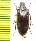 Polemiotus submetallicus  USA - INSECTS-STORE.RU