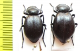 Stenomorpha convexa, pair  USA - INSECTS-STORE.RU