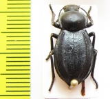 Stenomorpha furcata  USA - INSECTS-STORE.RU