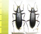 Strongylium tenuicolle  USA - INSECTS-STORE.RU