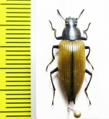 Tenebrionidae sp.  Bolivia - INSECTS-STORE.RU