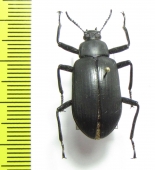 Tenebrionidae sp.  Ghana - INSECTS-STORE.RU