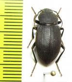 Tenebrionidae sp.  New Caledonia - INSECTS-STORE.RU