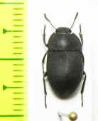 Tenebrionidae sp.  Portugal, Madeira isl. - INSECTS-STORE.RU