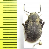 Tenebrionidae sp.  Senegal - INSECTS-STORE.RU