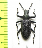 Metallonotus metallicus  Togo - INSECTS-STORE.RU