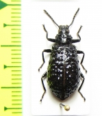 Phymatestes tuberculatus, female  French Guiana - INSECTS-STORE.RU