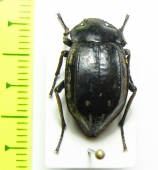 Pilobalia oblonga  Bolivia - INSECTS-STORE.RU