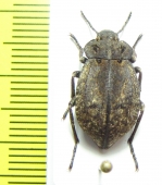 Pilobalia sp.  Bolivia - INSECTS-STORE.RU