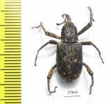 Curculionidae sp.  Indonesia, Kalimantan - INSECTS-STORE.RU