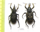 Curculionidae sp.  Indonesia, Kalimantan - INSECTS-STORE.RU