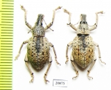 Curculionidae sp.  Indonesia, Molu isl. - INSECTS-STORE.RU