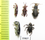 Curculionidae sp.  Indonesia, Sumatra - INSECTS-STORE.RU