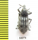 Curculionidae sp.  Iran, Lorestan prov. - INSECTS-STORE.RU