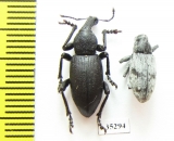 Curculionidae sp.  Kazakhstan - INSECTS-STORE.RU