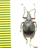 Curculionidae sp.  Kenya - INSECTS-STORE.RU