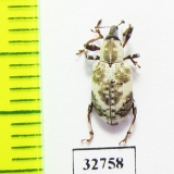 Curculionidae sp.  Malaysia, Borneo - INSECTS-STORE.RU