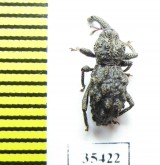 Curculionidae sp.  Mexico - INSECTS-STORE.RU