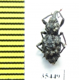 Curculionidae sp.  Mexico - INSECTS-STORE.RU