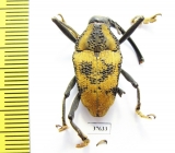 Curculionidae sp.  Peru - INSECTS-STORE.RU