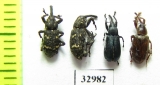 Curculionidae sp.  Russia, Tver reg. - INSECTS-STORE.RU