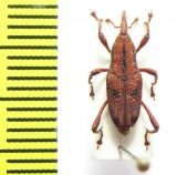 Curculionidae sp.  Sri Lanka - INSECTS-STORE.RU