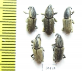 Curculionidae sp.  Thailand - INSECTS-STORE.RU