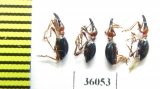 Curculionidae sp.  Thailand - INSECTS-STORE.RU