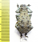 Curculionidae sp.  Madagascar - INSECTS-STORE.RU