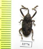 Curculionidae sp.  South Africa Rep. - INSECTS-STORE.RU