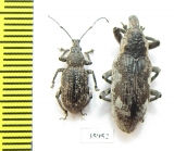 Curculionidae sp.  Tanzania - INSECTS-STORE.RU