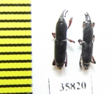 Curculionidae sp.  Tanzania - INSECTS-STORE.RU