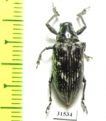 Curculionidae sp.  Tanzania - INSECTS-STORE.RU